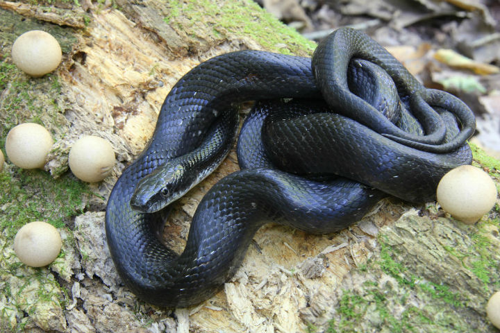 Black Rat Snake